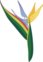 Hand drawn colorful topical flower png