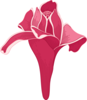 fleur topique rose dessinée à la main png