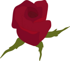 hand gezeichnete rote rosenblume png