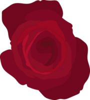 fleur rose rouge dessiné à la main png