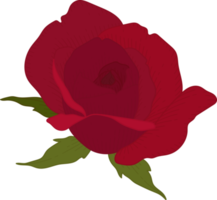 fleur rose rouge dessiné à la main png