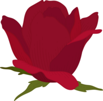 fleur rose rouge dessiné à la main png