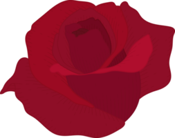 hand gezeichnete rote rosenblume png