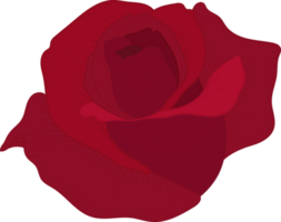 Hand drawn red rose flower png