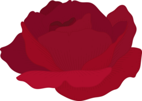 Hand drawn red rose flower png