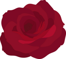 handgetekende rode roos bloem png
