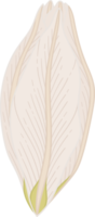 Hand drawn white lily flower png