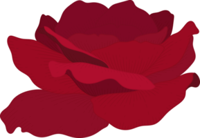 Hand drawn red rose flower png