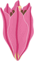 Hand drawn pink lily flower png