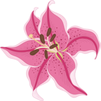 Hand drawn pink lily flower png