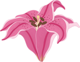 Hand drawn pink lily flower png