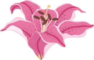 handgetekende roze leliebloem png