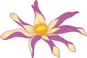 flor de dália roxa desenhada de mão png