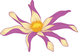 Hand drawn purple dahlia flower png