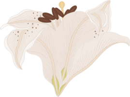 Hand drawn white lily flower png