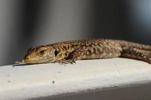 Macro of Small Lizard photo