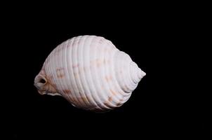 Scallop Shell Isolated photo