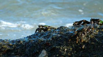 Crab on the rock at the beach, rolling waves, close-up video