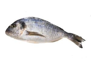 Fresh raw dorada photo