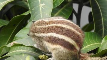 um esquilo de palmeira indiano comendo e vagando em uma mangueira. esquilo de palmeira ou esquilo de palmeira de três listras funambulus palmarum é uma espécie de roedor da família sciuridae encontrada naturalmente na Índia