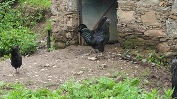 Kadaknath, also called Kali Masi, is an Indian breed of chicken. They originated from Dhar and Jhabua, Madhya Pradesh. There are three varieties jet black, golden and pencilled.