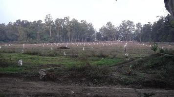 um campo de plantação com fileiras de espantalhos para impedir a produção. video