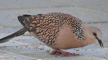 une colombe tachetée mangeant des grains sur un toit. la tourterelle tachetée spilopelia chinensis est un petit pigeon à longue queue du sous-continent indien. video