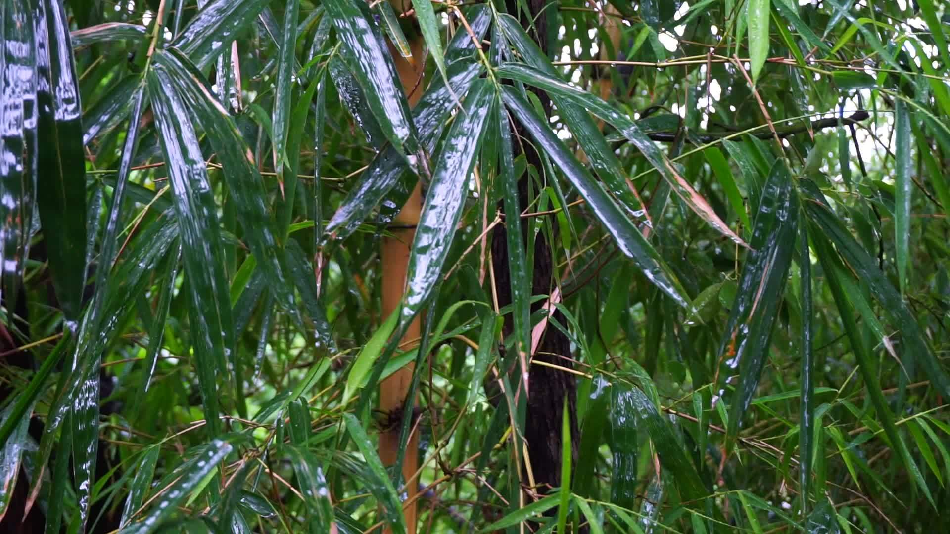 Wet Bamboo Leaves. Bambusa tulda, or Indian timber bamboo during