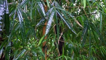 hojas de bambú mojadas. bambusa tulda, o bambú de madera indio durante el monzón en india. video