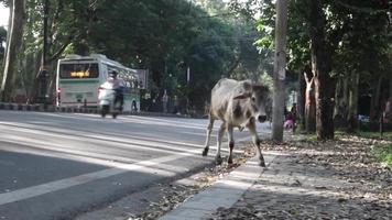 editorial 5 de novembro de 2021 dehradun índia. um bezerro de vaca abandonado correndo em uma estrada movimentada entre o tráfego.