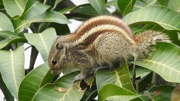 ein indisches Palmeichhörnchen, das auf einem Mangobaum isst und wandert. Palmeichhörnchen oder dreigestreiftes Palmeichhörnchen Funambulus palmarum ist eine Nagetierart aus der Familie der Sciuridae, die natürlich in Indien vorkommt video