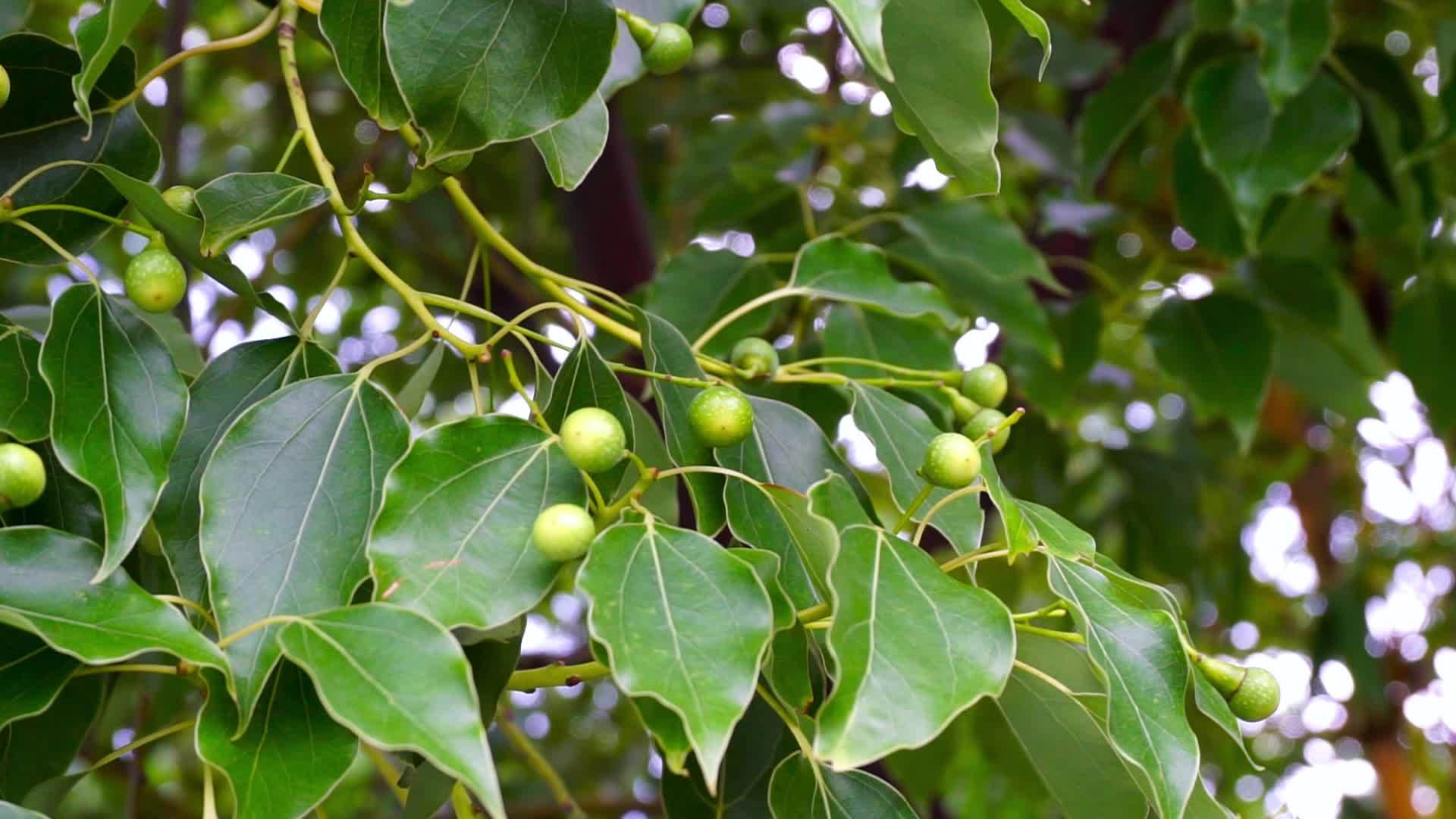 A close up shot of camphor laurel seeds and leaves. Cinnamomum camphora