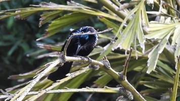 A close up video of Drongo bird on a tree branch in the forests of India. The drongos are a family, Dicruridae, of passerine birds of the Old World tropics.