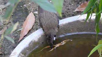 A close up video of an isolated yellow vented bulbul bird drinking water.The bulbul Pycnonotus goiavier, or eastern bulbul, is a member of the bulbul family of passerine birds.