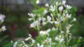 Bees buzz around flowers in their quest for nectar. Bees hover around flowers video