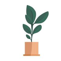 Hand drawn flat vector house plants in the potted. Plants illustration isolated on white background.