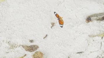 borboleta monarca danaus plexippus alimentando-se de perto, câmera lenta video