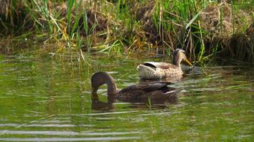 canard colvert plongeant pour se nourrir dans un étang video