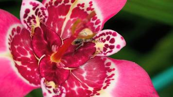 Blooming Pink Tigridia pavonia flower also known as Peacock flower and Bumblebee video