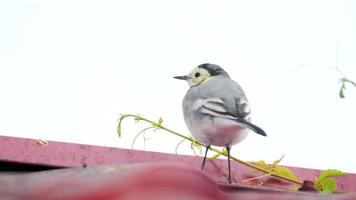 um pequeno pássaro alvéola branca, motacilla alba, andando em um telhado e comendo insetos