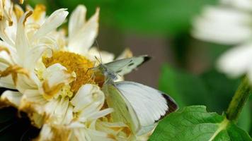 Pieris Brassicae Kohlschmetterling auf Asterblüte video