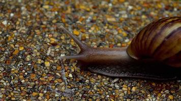 Snail gliding on the wet pavement. Large white mollusk snails with light brown striped shell video