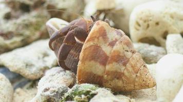 grande caranguejo eremita explora concha para novo eremita, tailândia, ilhas similan video