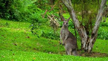 Wild grey kangaroo eating grass on a safari park video