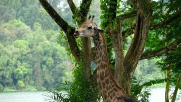 jirafa contra algunos árboles verdes, parque nacional video