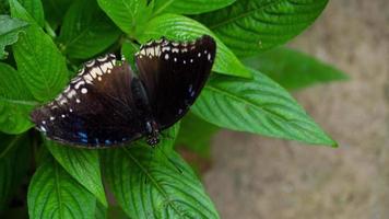 Danaid Eggfly Butterfly, also known as Hypolimnas misippus, Nymphalidae family video