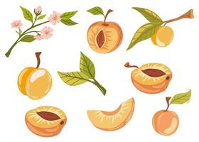 Apricot fruits set. Ripe garden plant whole and half piece with stem and kernel. Juicy natural healthy farm fruit, organic production. Vector cartoon illustration isolated on white background