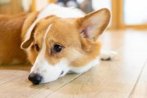 Adult corgi looking around on the wooden ground. Cute Puppy Corgi is lying on the floor photo