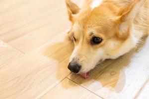 corgi adulto mirando alrededor en el suelo de madera. lindo cachorro corgi está tirado en el suelo foto