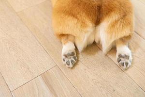 trasero de corgi se ven las almohadillas en las patas. imagen con enfoque selectivo. primer plano de cardigan welsh corgi butt acostado sobre su estómago foto